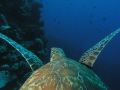   Turtle CamNorthern Great Barrier Reef Australia  